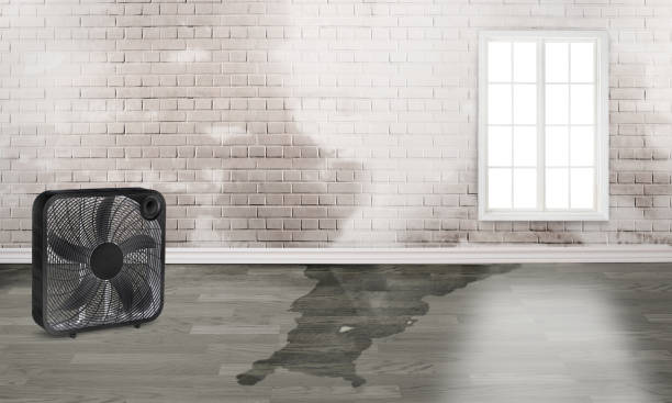 Best Water damage cleanup near me  in Veazie, ME